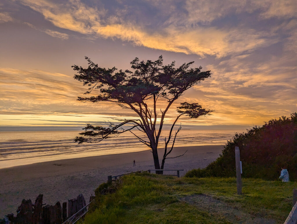 Kalaloch beach at sunset with silhouetted tree in foreground, golden clouds reflecting on calm ocean waters and sand