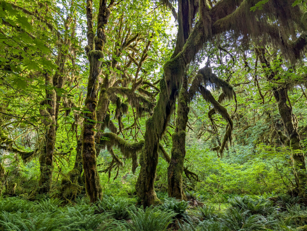 Moss-draped bigleaf maple trees and sword ferns in the Hoh Rainforest, Olympic National Park, Washington on an overcast day