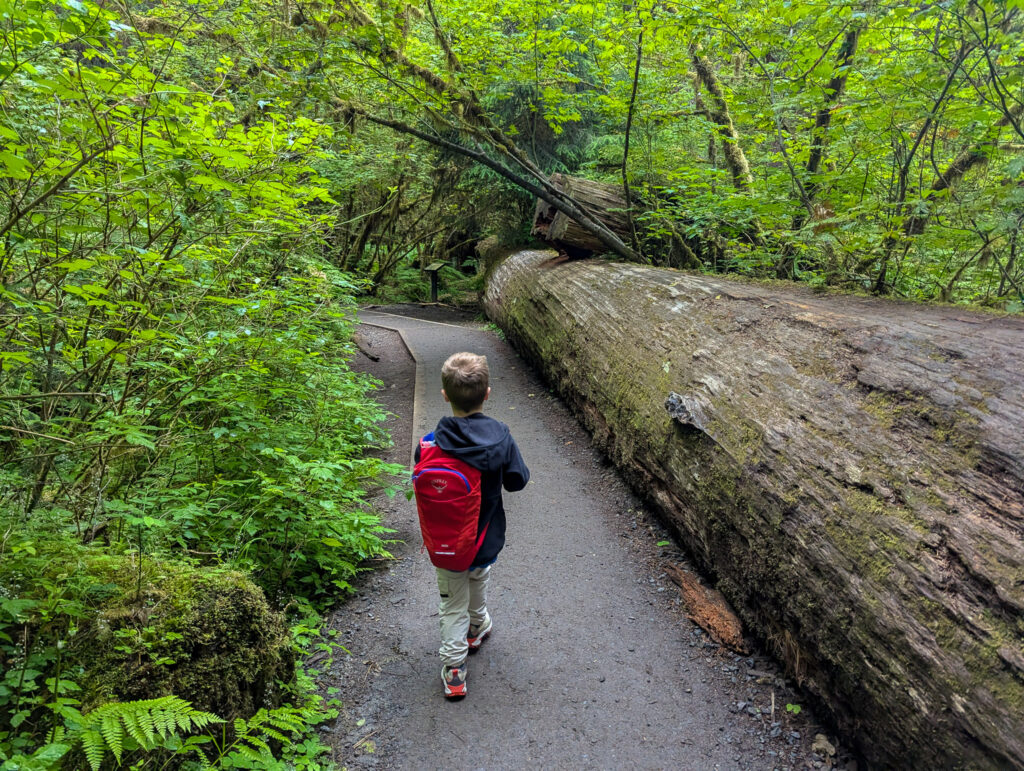 A child with red backpack walks past a massive fallen log on a paved trail in the Hoh Rainforest