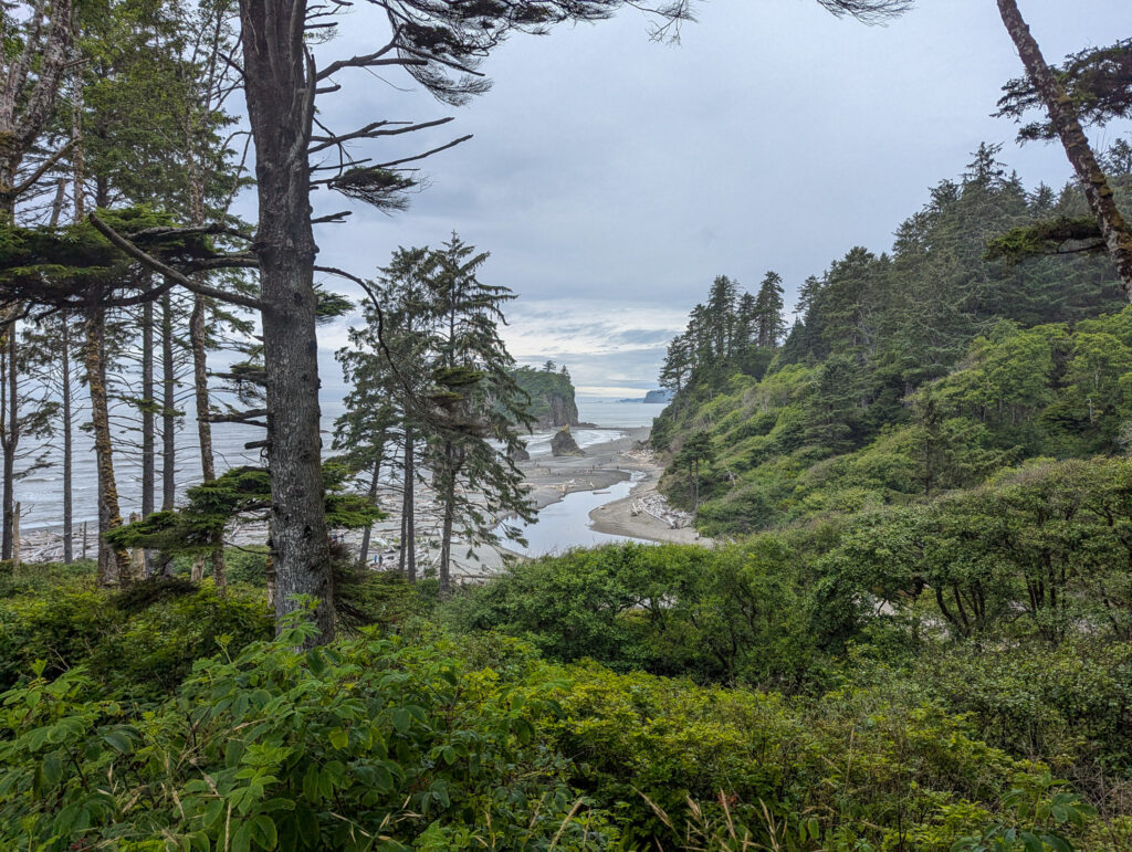 Ruby Beach coastline viewed through Sitka spruce and salmonberry from forest overlook on overcast day, Olympic National Park