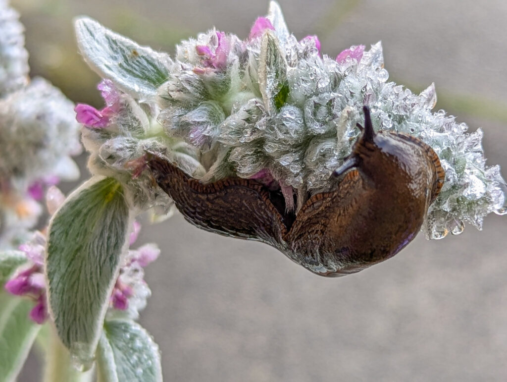 A brown slug feeds on wet lamb's ear plant with silver fuzzy leaves and small pink flowers after morning dew at Kalaloch Lodge