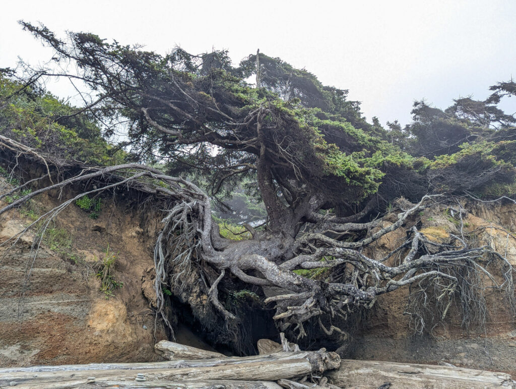 Gnarled cypress tree with exposed twisted roots growing from eroded coastal bluff under overcast sky at dawn