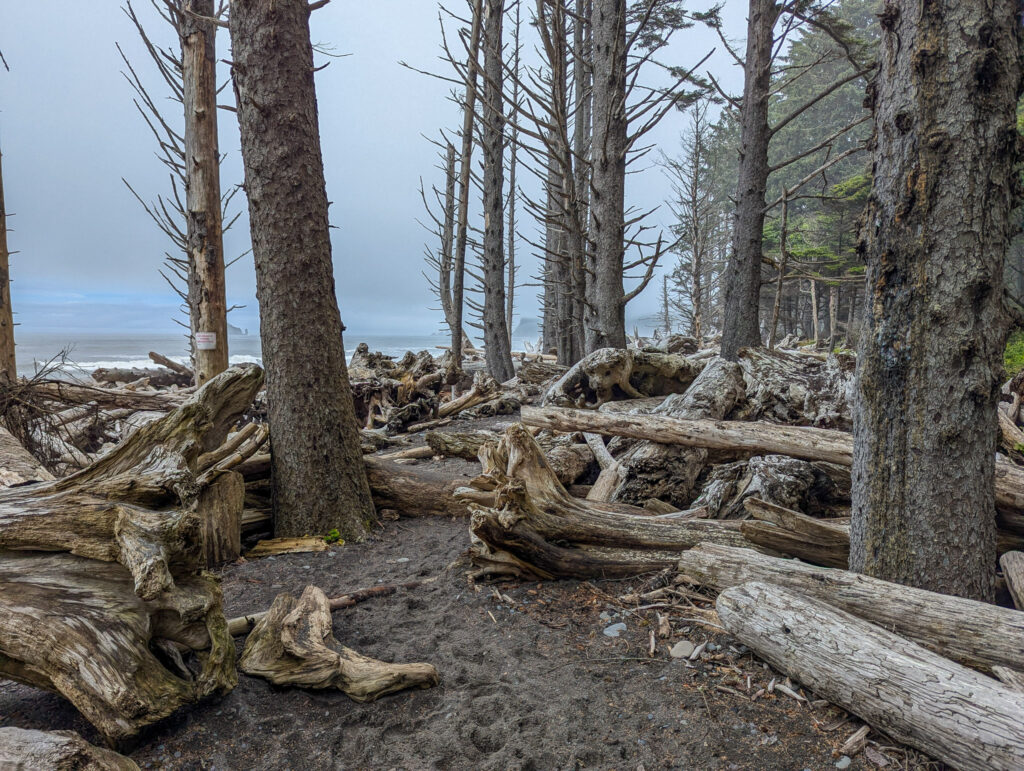 Dead coniferous trees with bare trunks stand among scattered driftwood logs on Rialto Beach under overcast skies