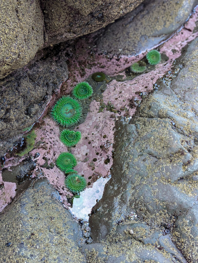 Green sea anemones cluster in a tide pool among volcanic rocks during low tide at Rialto Beach in Washington