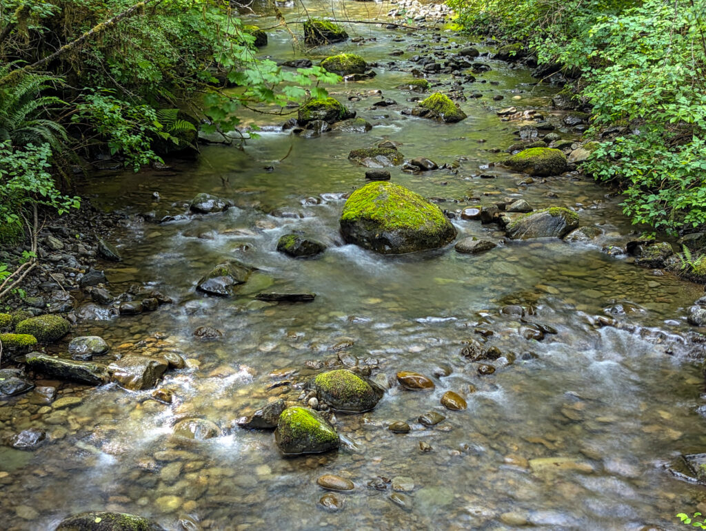 Clear shallow stream with moss-covered rocks and dense forest canopy, daytime natural lighting in temperate woodland setting.
