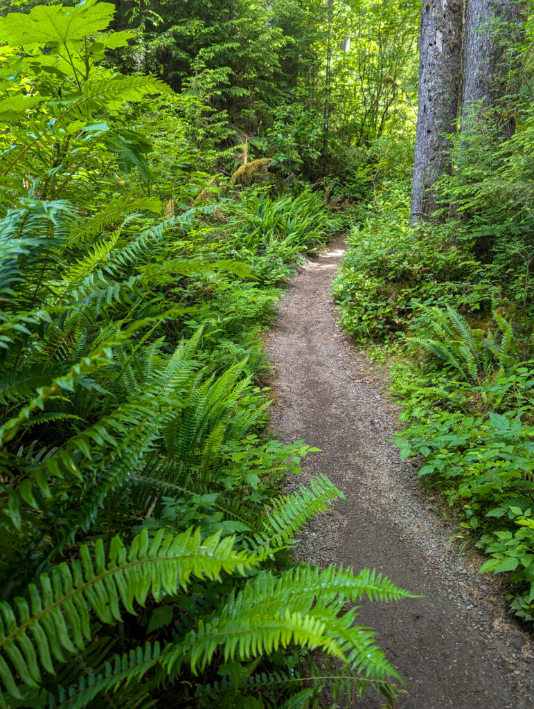 Forest trail lined with lush ferns and dense vegetation beneath tall evergreen trees in Quinalt Rainforest