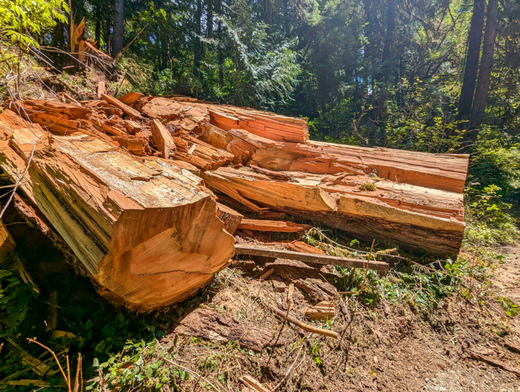 Fallen redwood logs in a forest clearing, dappled sunlight filtering through tall evergreen trees at Lake Quinalt, Washington