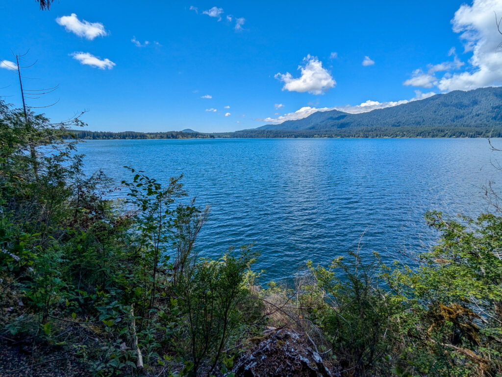 Lake Quinalt viewed from forested shoreline under clear blue sky with puffy white clouds and snow-capped mountains across the water.