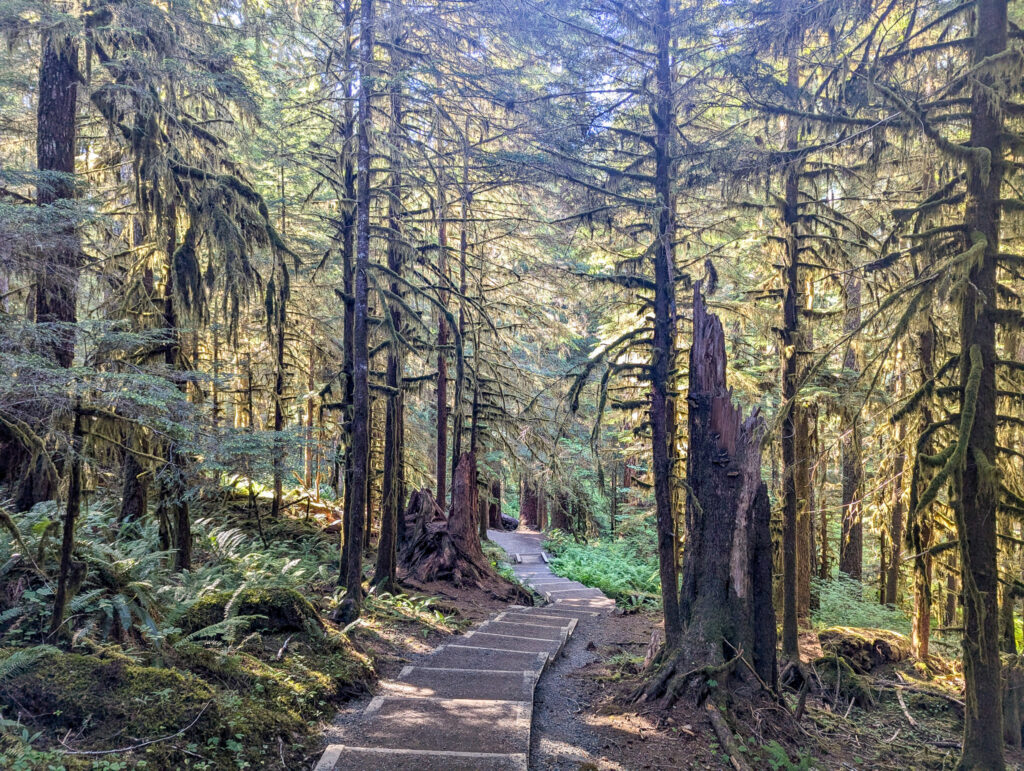 Wooden boardwalk winds through old-growth forest with towering cedars and ferns at Sol Duc Falls Trail in Olympic National park