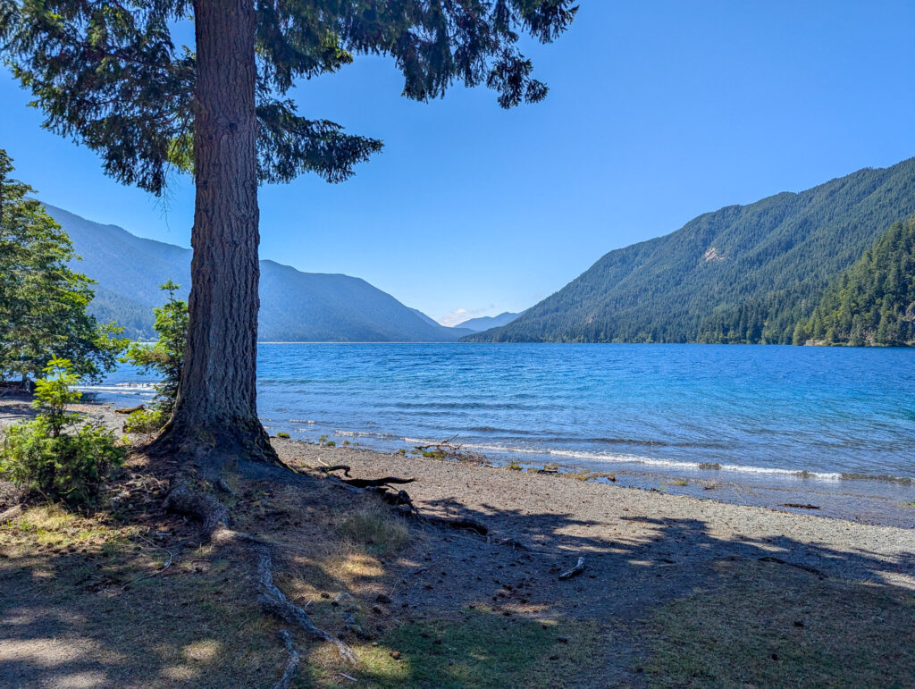 Large evergreen tree on shoreline of mountain lake with forested hills under clear blue sky in bright daylight at Lake Crescent, Olympic National Park