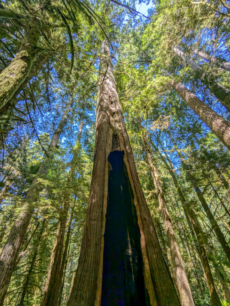 Looking up at a massive hollow tree trunk in a Olympic National Park forest during bright daylight conditions