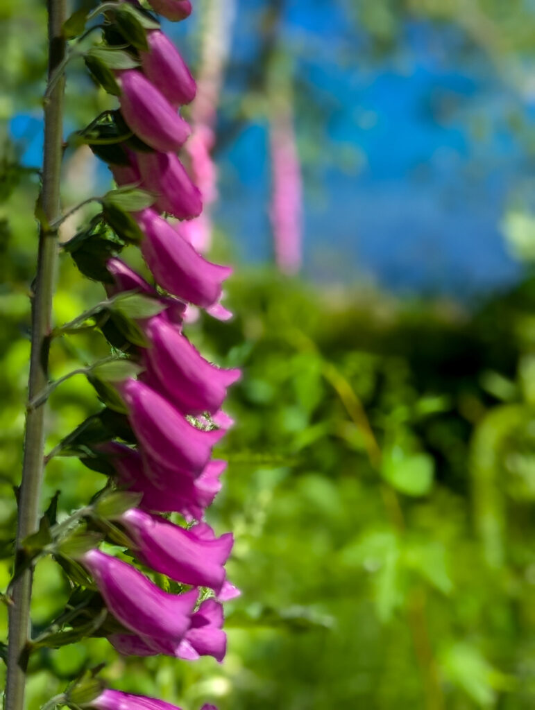 Purple foxglove flowers bloom along their tall spike in bright afternoon sunlight with green foliage and blue sky behind
