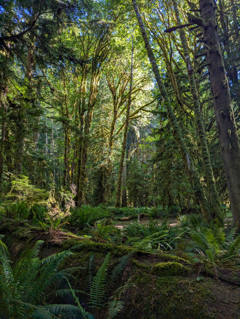 Dense temperate rainforest with moss-covered fallen logs, sword ferns, and towering deciduous trees in dappled sunlight