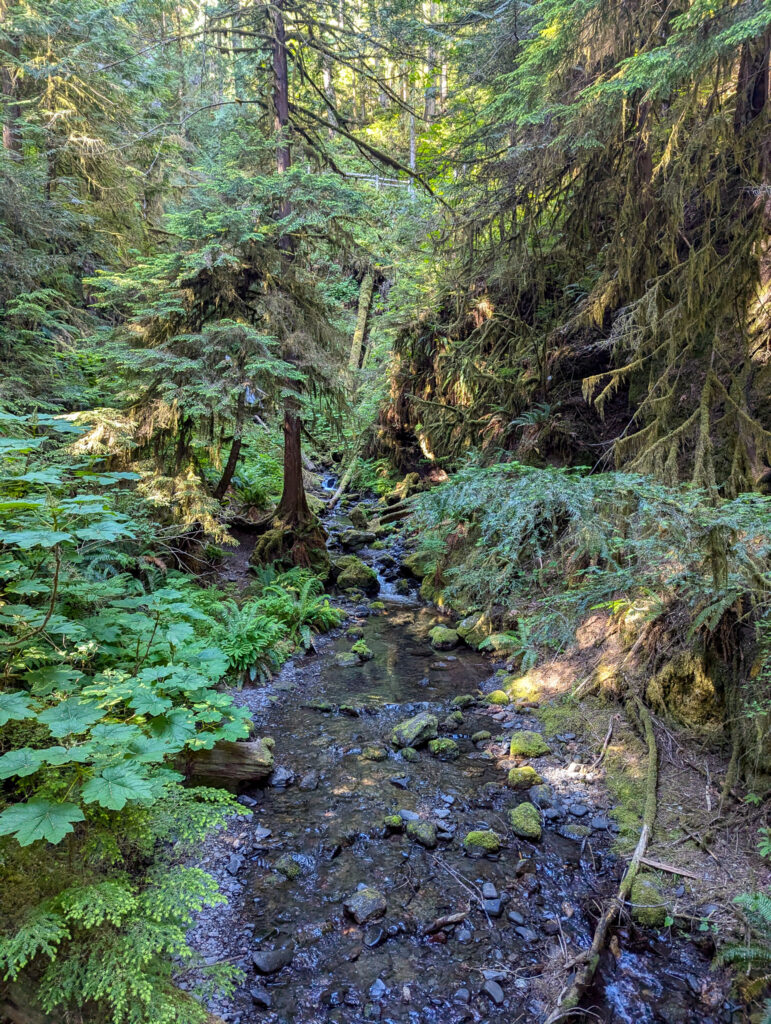Moss-covered creek winding through old-growth forest with ferns and towering conifers in soft, filtered daylight at Marymere Falls Trail in Olympic National Park