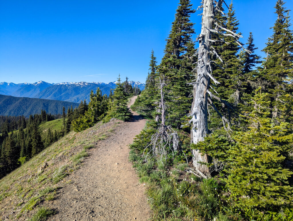 Mountain hiking trail through evergreen forest with weathered snag tree, snow-capped peaks visible in distance under clear blue sky at Hurricane Ridge in Olympic National Park