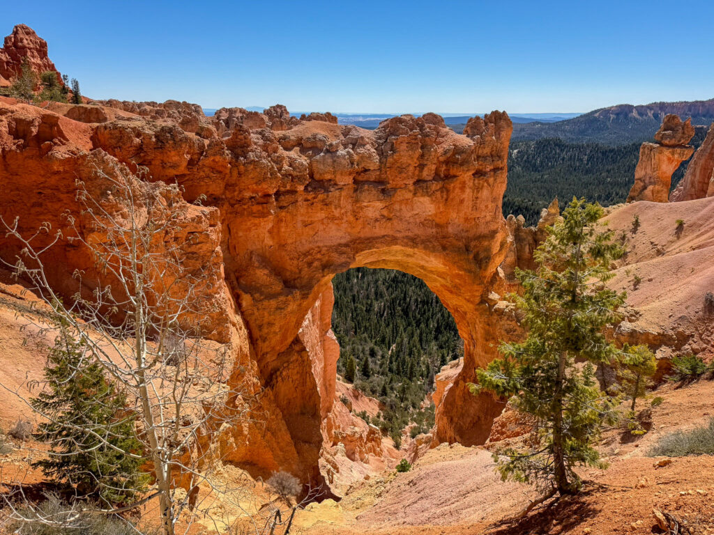 Natural Bridge, a large sandstone arch in Bryce Canyon, frames a view of green conifers and distant plateau under clear blue sky.