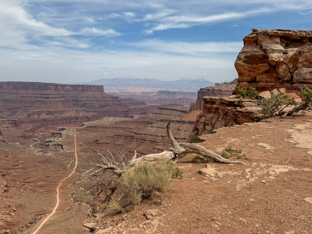 Bleached juniper snag on the slickrock rim at Shafer Canyon Overlook, with the switchback trail and snow-capped La Sal Mountains beyond.
