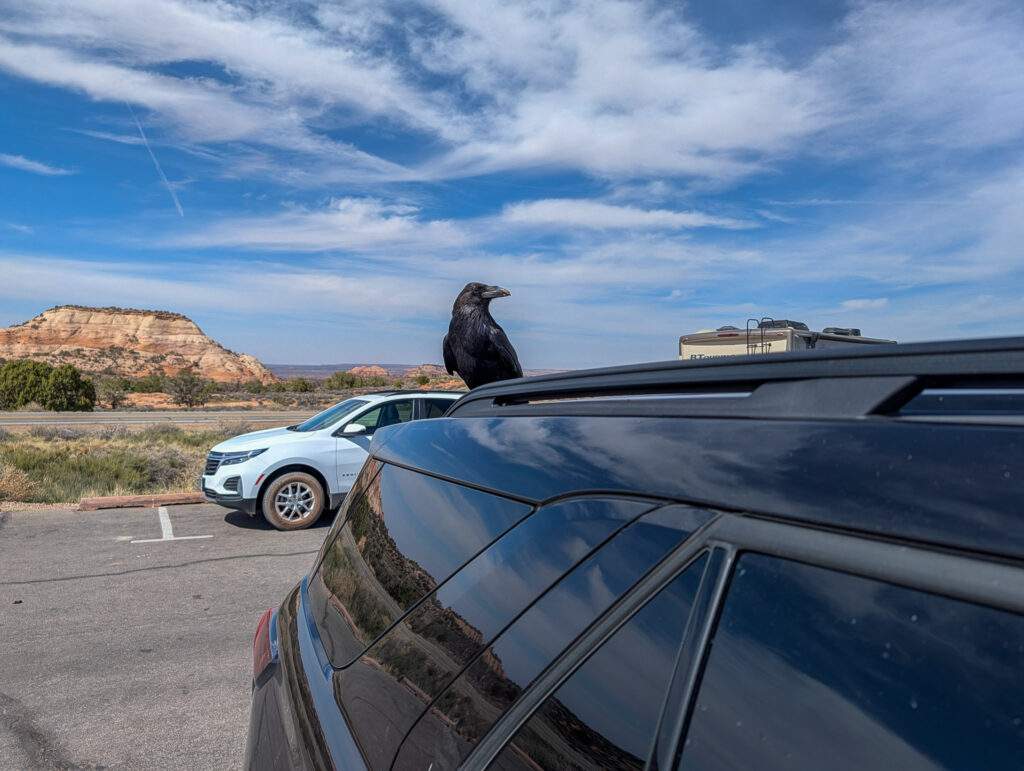A Common Raven perches on the roof of an SUV in a Moab parking lot, with red rock mesas rising in the background.