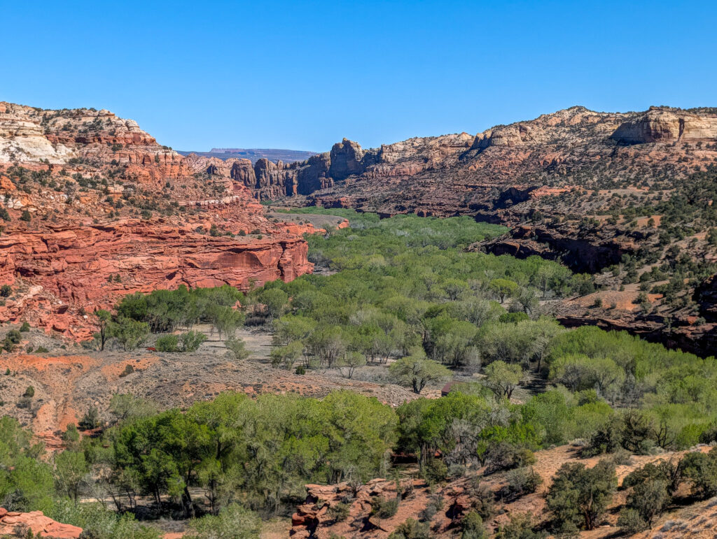 Fremont River Canyon cuts through Capitol Reef, with bright green cottonwoods threading between towering red sandstone walls under a clear midday sky.