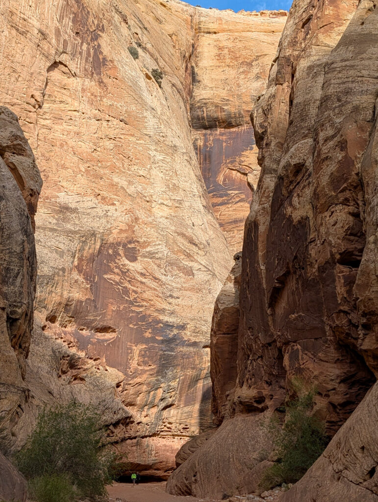 A hiker in a green jacket walks through Grand Wash Canyon's narrow corridor, dwarfed by sheer Navajo sandstone walls rising hundreds of feet.