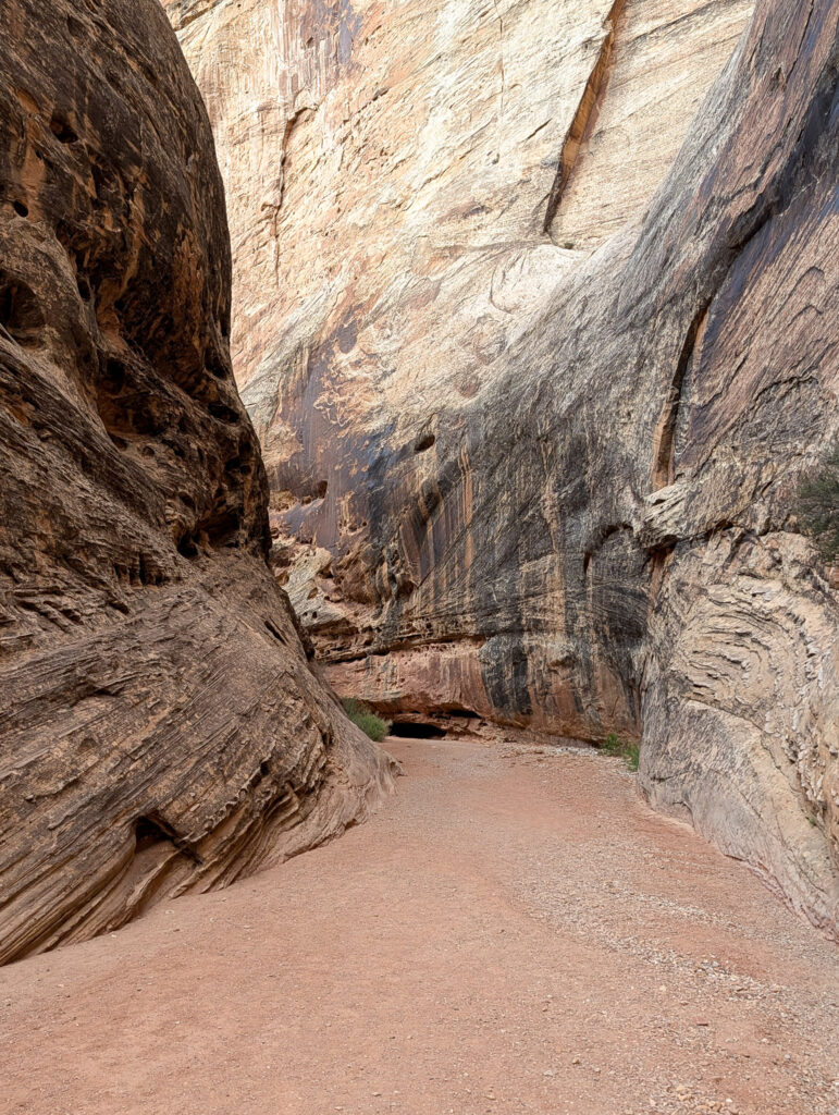 Cohab Canyon's sandstone narrows rise steeply on both sides above a dry sandy floor in Capitol Reef National Park.