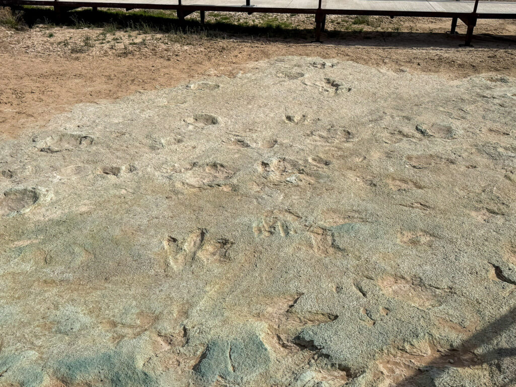 Multiple three-toed theropod footprints from the Early Jurassic period pressed into pale sandstone bedrock at the Moab Dinosaur Tracks site.