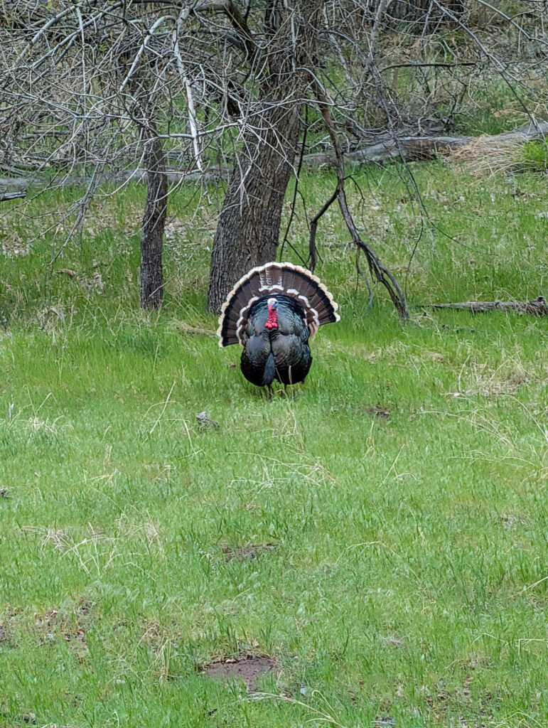 A wild turkey tom faces the camera in full strut, fan tail spread wide, standing in spring grass near Zion National Park.
