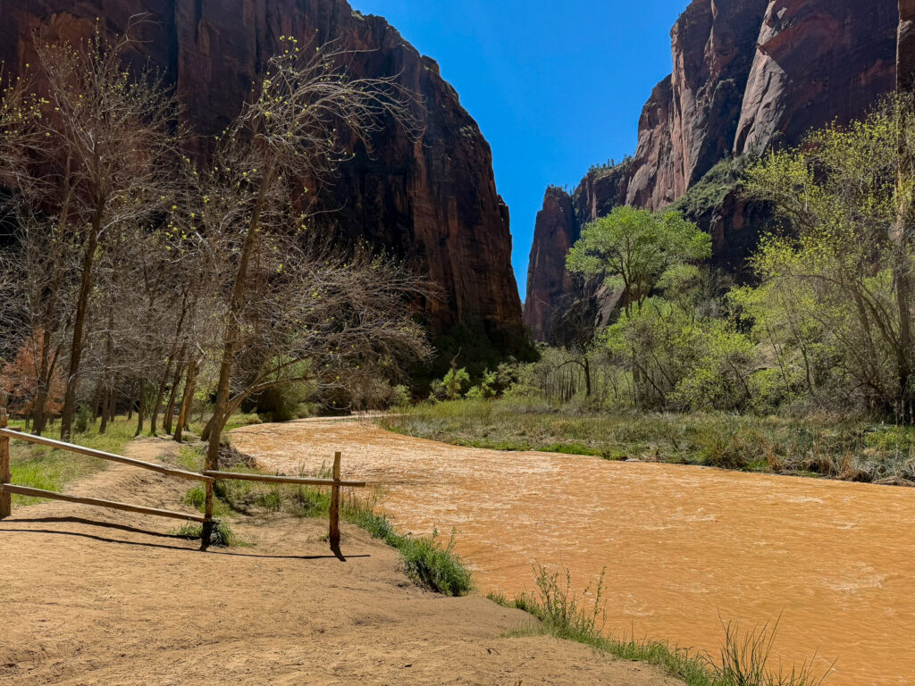 The Virgin River rushing at flood stage with heavy red sediment past the Narrows Trailhead, framed by towering Zion sandstone walls.