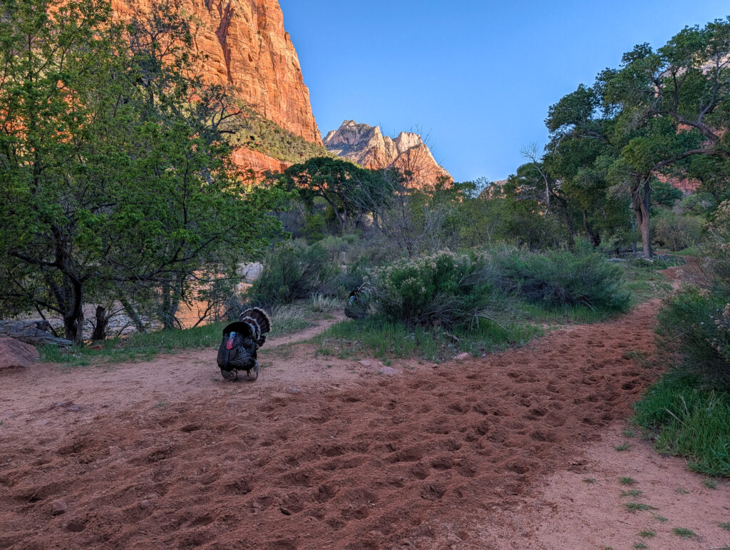 A male wild turkey fans its tail feathers in a full strut display on the red sandy Pa'rus Trail in Zion National Park.