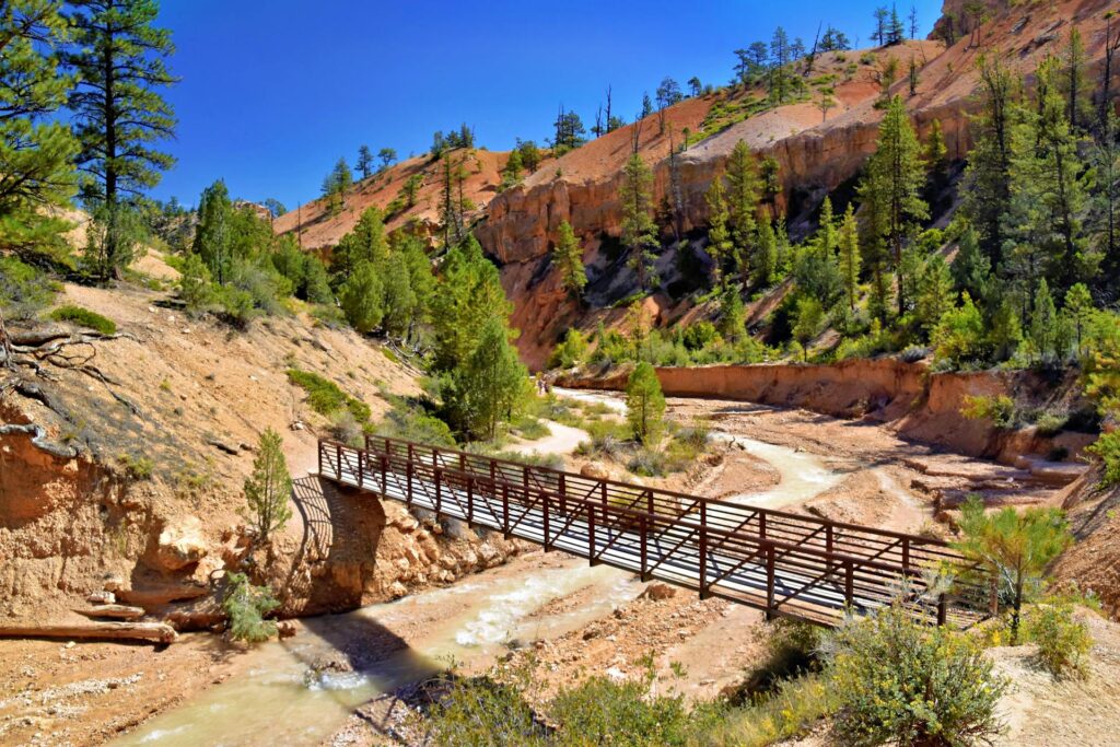 Bridge On Mossy Cave Trail