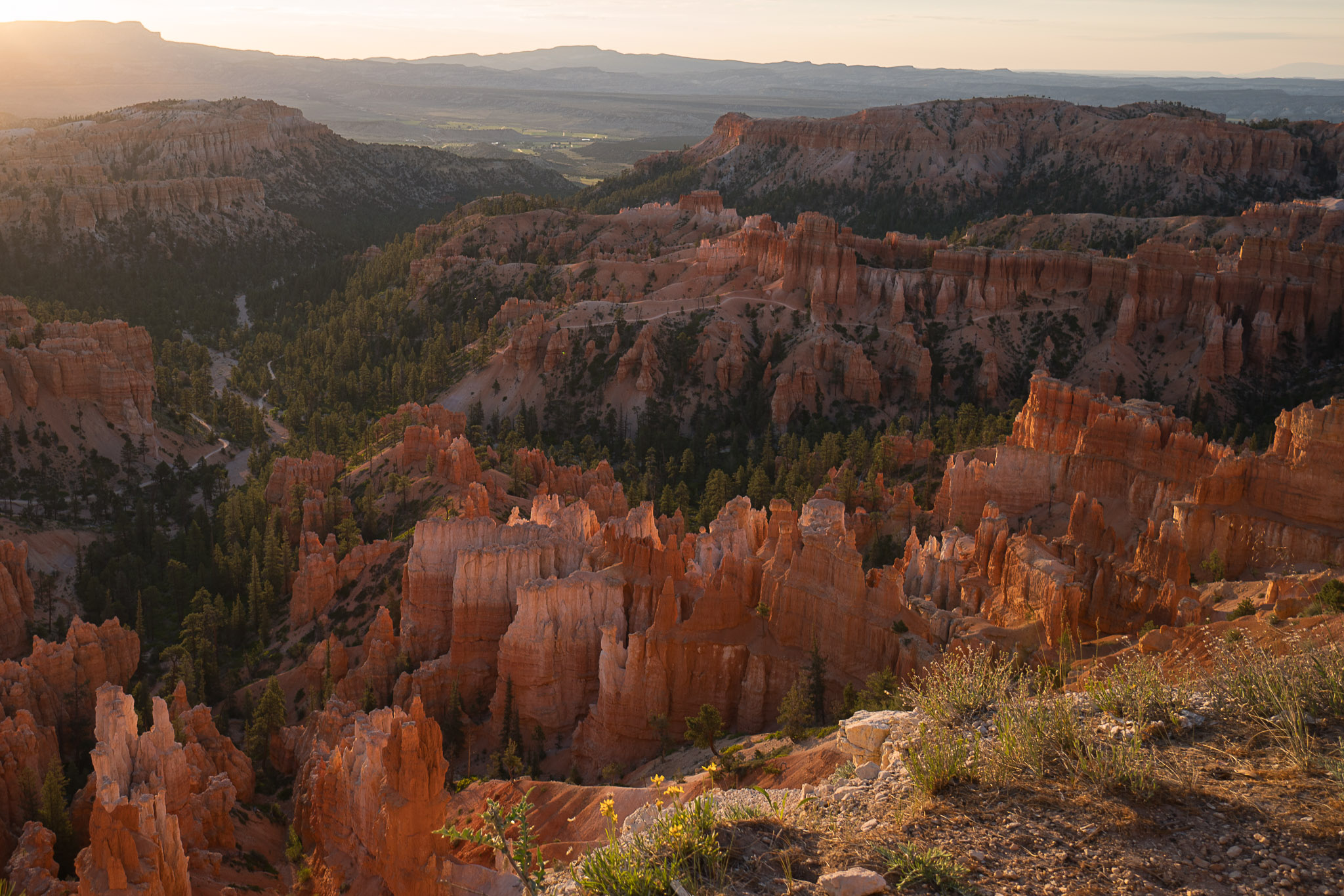 Elevated rim view of Bryce Canyon's amphitheater on the Peekaboo Loop, with densely packed orange and red hoodoos bathed in warm raking light, evergreens weaving between spires, and distant ridgelines on the horizon.