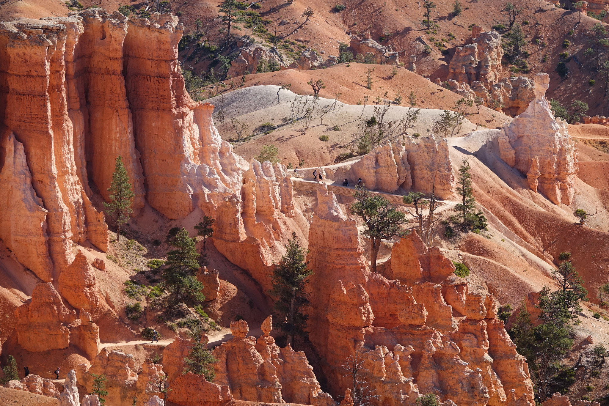 Looking down into Queen's Garden at Bryce Canyon, dense clusters of orange and cream hoodoos rise above a winding dirt trail where hikers pass between scattered pinyon pines and junipers.