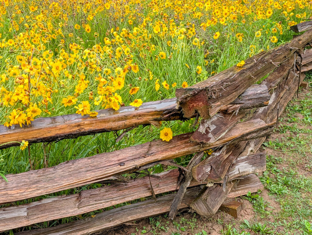 A weathered split-rail zigzag fence at Knob Creek, Abraham Lincoln Birthplace, fronting a dense field of bright yellow coreopsis wildflowers in full bloom.