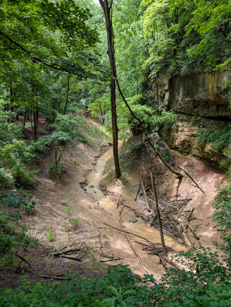 Cedar Sink at Mammoth Cave, where a narrow muddy creek winds through a forested ravine beside a layered limestone bluff, with sandy banks strewn with fallen branches beneath a dense green canopy.