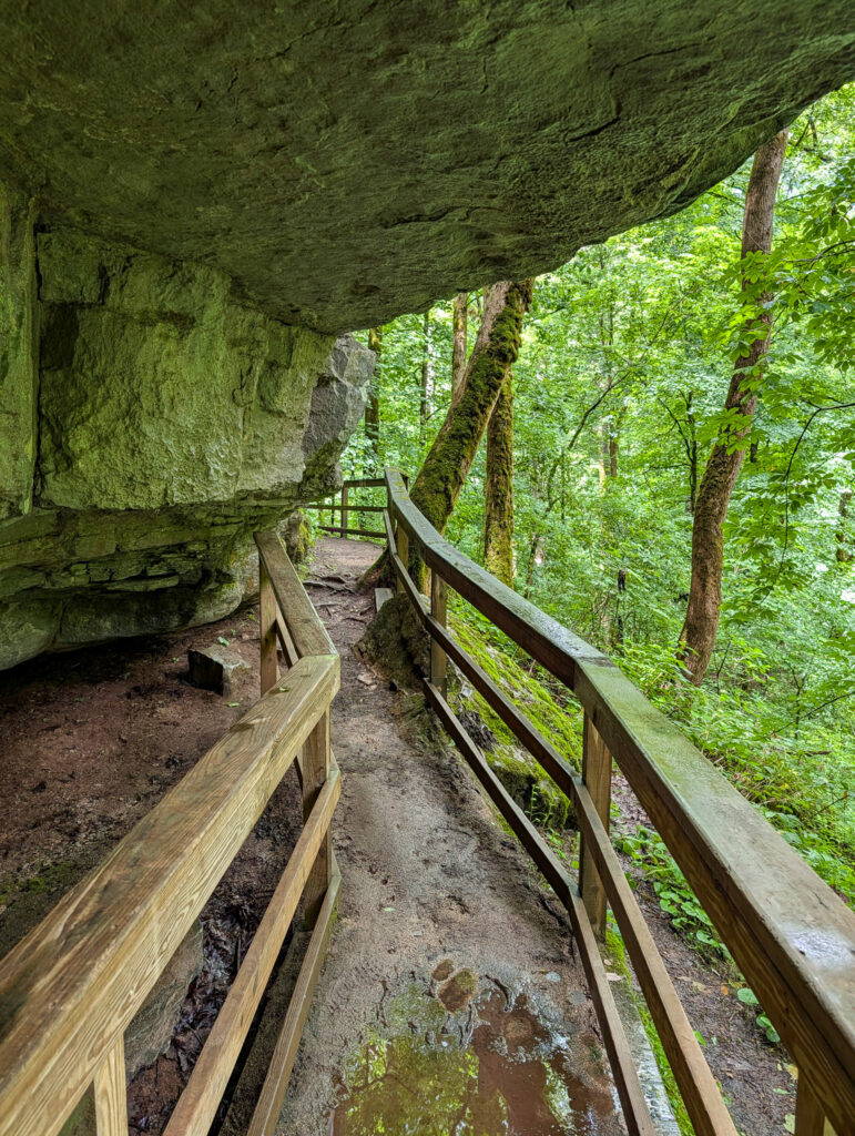 Cedar Sink trail at Mammoth Cave passing beneath a massive sandstone overhang, with wooden handrail fencing guiding the wet, curving path past moss-covered boulders and into surrounding forest.