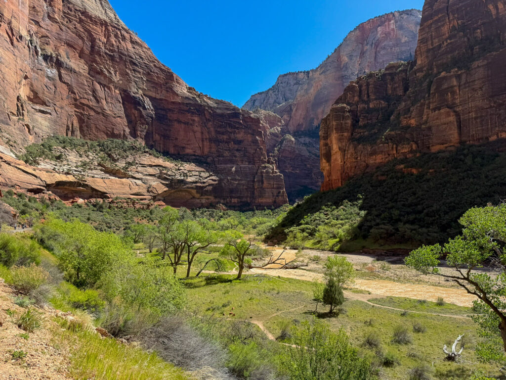 A green meadow on the Zion valley floor stretches toward the Great White Throne and red sandstone canyon walls upstream from Big Bend.